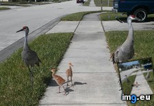Tags: baby, cranes, neighborhood, parents, sandhill (Pict. in My r/AWW favs)