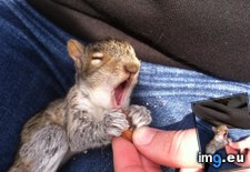 Tags: baby, happy, squirrel, wednesday, yawn (Pict. in My r/AWW favs)