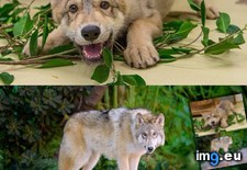 Tags: ago, baby, front, months, page, wolf (Pict. in My r/AWW favs)