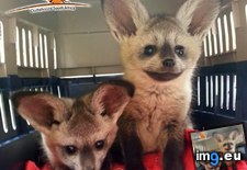 Tags: bat, eared, foxes (Pict. in My r/AWW favs)