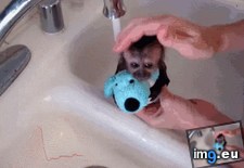 Tags: bath, monkey, time (GIF in My r/AWW favs)