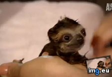 Tags: baby, bathtime, for, sloth (GIF in My r/AWW favs)