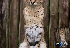 Tags: beautiful, cat, serval (Pict. in My r/AWW favs)
