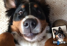 Tags: berner, face, reasonable (Pict. in My r/AWW favs)