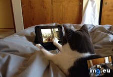 Tags: bed, bird, cat, house, kindle, leaves, mom, sets, videos, watch (Pict. in My r/AWW favs)