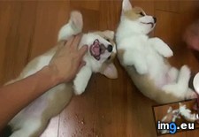 Tags: belly, rubs (GIF in My r/AWW favs)