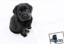 Tags: black, white (Pict. in My r/AWW favs)