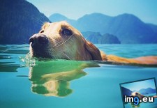 Tags: boating, day, jump, sucked, swim (Pict. in My r/AWW favs)