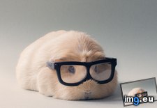 Tags: booboo, guinea, pig (Pict. in My r/AWW favs)