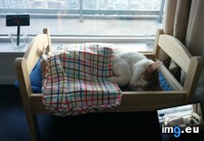 Tags: bed, bought, cat, ikea (Pict. in My r/AWW favs)