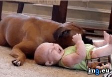 Tags: boxer, claim, human, laying (GIF in My r/AWW favs)