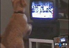 Tags: boxing, kitty (GIF in My r/AWW favs)