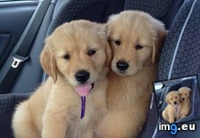 Tags: brother, ready, road, sister, trip (Pict. in My r/AWW favs)