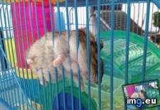 Tags: bruce, hamster, sleeping, weird (Pict. in My r/AWW favs)