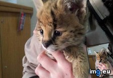 Tags: bubbles, kitten, serval (Pict. in My r/AWW favs)