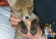 Tags: baby, bucket, fox, hold, list (Pict. in My r/AWW favs)