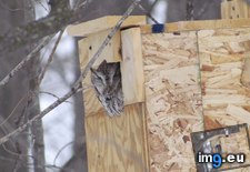 Tags: built, fall, house, owl, showed (Pict. in My r/AWW favs)