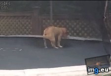 Tags: bulldog, gif, playing, trampoline (GIF in My r/AWW favs)