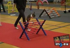 Tags: bunny, competition (GIF in My r/AWW favs)
