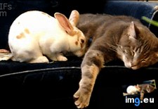 Tags: bunny, cat, cuddles (GIF in My r/AWW favs)