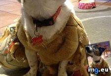 Tags: coat, dog, fur, had, kitchen (Pict. in My r/AWW favs)