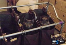 Tags: evil, guess, one, twin (Pict. in My r/AWW favs)