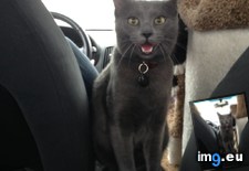 Tags: car, not, ride, walter, was (Pict. in My r/AWW favs)