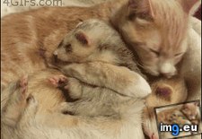 Tags: cat, ferret (GIF in My r/AWW favs)