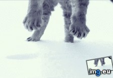 Tags: cat, landing, snow (GIF in My r/AWW favs)
