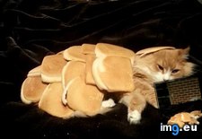 Tags: cat, inbred, weird (Pict. in My r/AWW favs)