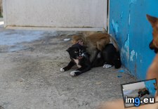 Tags: cat, dog, monkey, protecting (Pict. in My r/AWW favs)