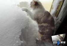 Tags: cat, dig, snow (GIF in My r/AWW favs)