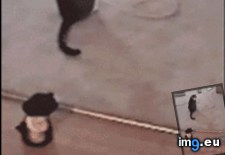 Tags: cat, toy (GIF in My r/AWW favs)