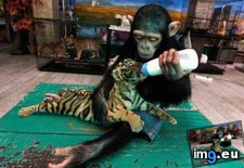 Tags: baby, chimpanzee, feeding, tiger (Pict. in My r/AWW favs)