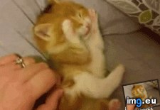 Tags: cheeks, chubby (GIF in My r/AWW favs)