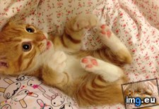 Tags: attached, belly, claw, forearm, kitty, permanent, touch, trap (Pict. in My r/AWW favs)