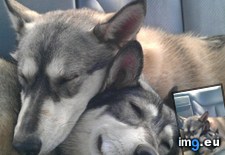 Tags: comfortable, huskies (Pict. in My r/AWW favs)