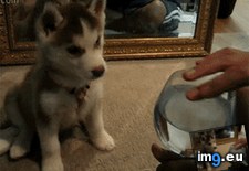 Tags: confused, husky, pup (GIF in My r/AWW favs)