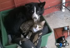 Tags: created, share (Pict. in My r/AWW favs)