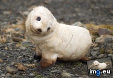 Tags: baby, cute, seal (Pict. in My r/AWW favs)