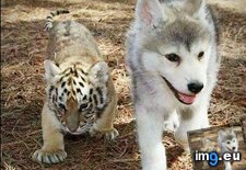 Tags: cub, cute, husky, siberian, tiger (Pict. in My r/AWW favs)