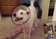 Tags: happiest, lampshade, neutered (Pict. in My r/AWW favs)