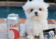 Tags: coke, diet, scale (Pict. in My r/AWW favs)