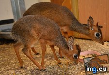Tags: animal, dik, real (Pict. in My r/AWW favs)