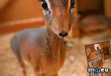Tags: animal, dik, real (Pict. in My r/AWW favs)