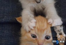 Tags: image (Pict. in My r/AWW favs)