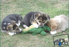 Tags: attacks, dog, florida, for, gator, not, pack, squeamish (Pict. in My r/AWW favs)