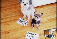 Tags: brought, dog, shaming (Pict. in My r/AWW favs)