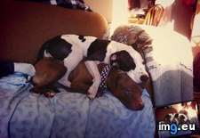 Tags: doggy, pile (Pict. in My r/AWW favs)