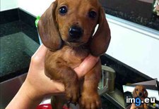 Tags: forget, wash, wiener (Pict. in My r/AWW favs)